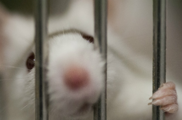 Mouse behind bars to show it being put away for an hour