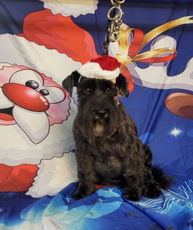 A black miniature schnauzer called Bobbi looking at the camera wearing a santa hat. 