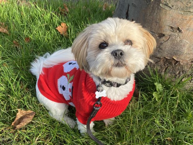 A white and brown Lhasa Apso called Zoe sitting on the grass next to a tree in a red and white snowman jumper looking at the camera.