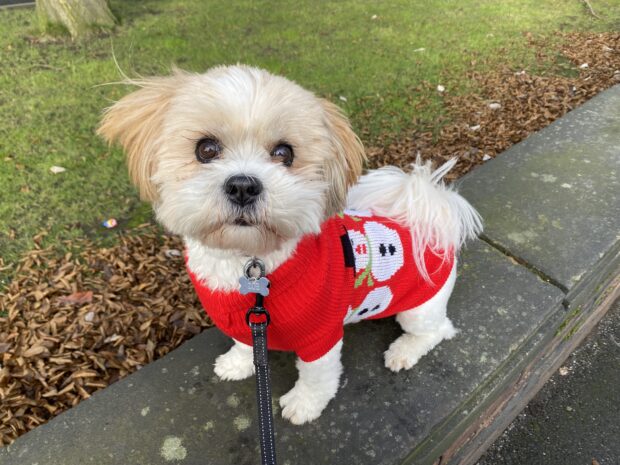 A white and brown Lhasa Apso called Zoe sat on a wall in a festive jumper